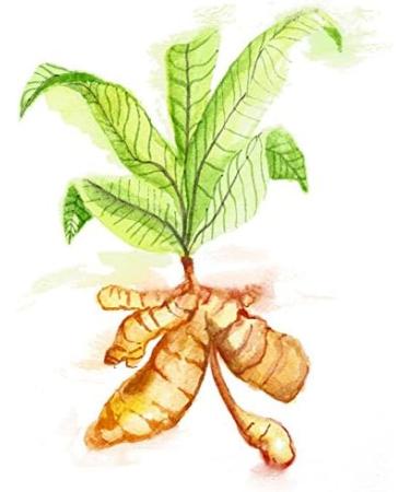 Turmeric Ginger 90 Veggie Capsules 400mg per Capsule (Organically Grown) USA 60 - Buy Online on GoSupps.com