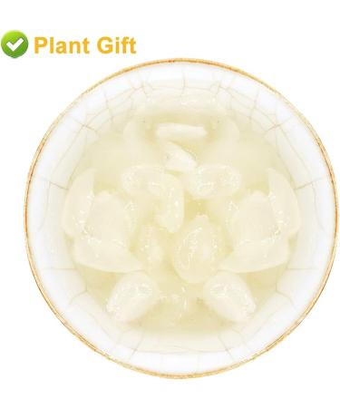 Plant Gift Natural Gleditsia Sinensis Saponin Honeylocust 200G/7.05oz Wild Sugar-Free Sulfur-Free Two-Sided Snow Swallow Gum Gleditsia Sinensi - Buy Online on GoSupps.com