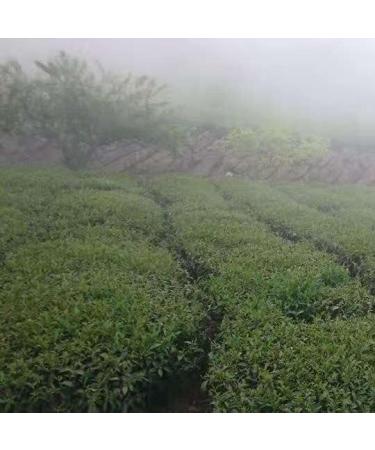 Taiwan unique tea Dayuling Oolong Tea 75g*4 - Buy Online on GoSupps.com