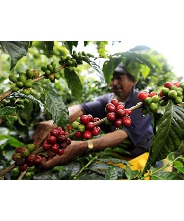 Grains de caf naturels 100% Arabica 1 kg Caf expresso intense avec un m lange d'origine colombienne et br silienne Commerce quitable. - Buy Online on GoSupps.com