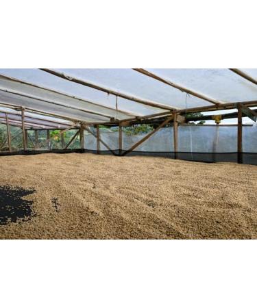 West End Coffee Roasters Colombia Honey Tablon De Gomez Top Grade Single Origin Medium Roast Whole Bean (12oz/340.2g x 3) Colombia Honey Tablon De Gomez - med roast 113.33 g (Pack of 3) - Buy Online on GoSupps.com