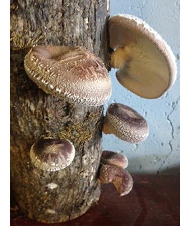Grow Your Own Shiitake Mushrooms - 12 Log Kit - Buy Online on GoSupps.com