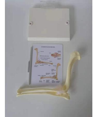 Dog Corner Teeth Elbow Joint Model Animal Body Anatomy Dog Elbow for Veterinary Office for Display Teaching Medical Model. - Buy Online on GoSupps.com