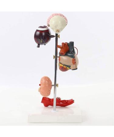 Diabetic Heart Kidney Organ Model PVC Diabetes Pathology Model 5 Removable Parts Eyeball Hear Kidney Vessel Foot Thrombosis Diabetic Fundus School Education Learning Collectibles - Buy Online on GoSupps.com