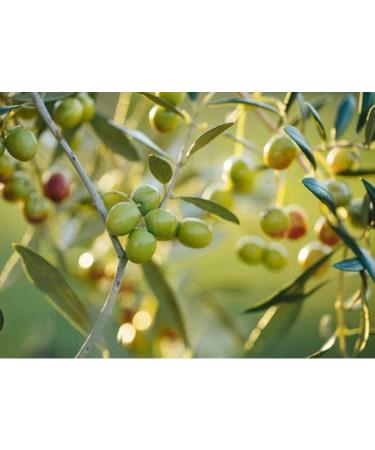 Extra virgin olive oil 500ml - Buy Online on GoSupps.com