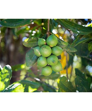Buy Raw Macadamia Nuts - 5 Pound Bulk Pack | Premium Quality - Buy Online on GoSupps.com