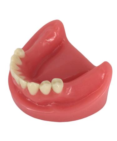 Fhuili dental lower jaw teeth missing demonstration model - dental teeth model with 9 teeth - simulation oral tooth with gum - for studying damo a