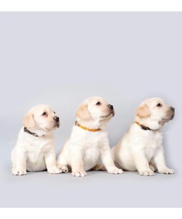 Buy Bank Chain Dog Amber Neck Band - Chemical-Free Tick Protection for Dogs & Cats | 100% Leather Strap | Flea Collar 28-30 cm - Buy Online on GoSupps.com