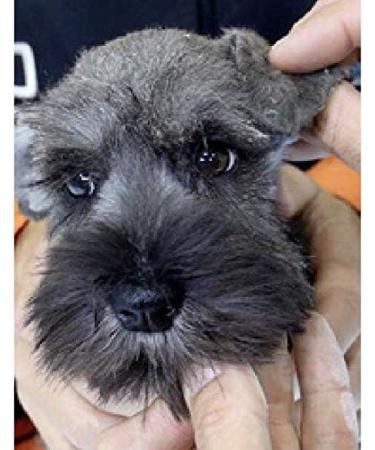 Artero Beauty Ear Glue - Buy Online on GoSupps.com