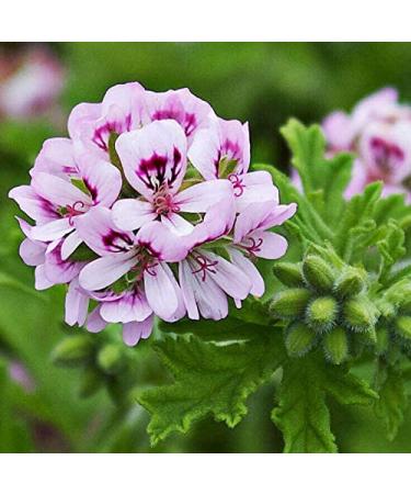 Pranarom Geranium Rose Essential Oil 5ml - Pure Aromatherapy Oil for Relaxation - Buy Online on GoSupps.com