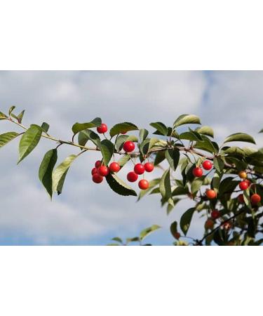 Montmorency Cherry - 90 Capsules - 100% Natural Co - Antioxidant and Recovery - Buy Online on GoSupps.com