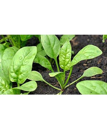 Spinach powder - 500g (Quality assured) - Buy Online on GoSupps.com