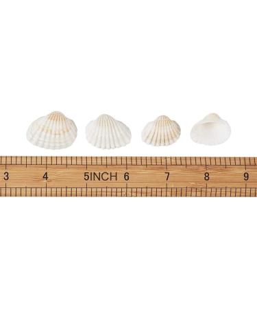 SEAJIAYI Small Tiny Sea Shells White Clam Bulk Natural Seashell for DIY Craft Home Decor Vase Fillers?
