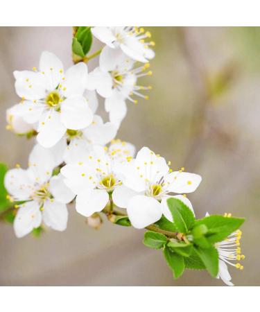 Fleurance Nature Citrus and White Flowers Shower Gel 200 ml - Buy Online on GoSupps.com