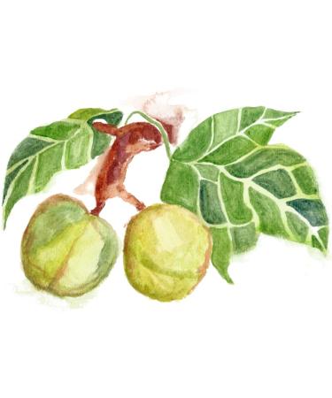 Maui Medicinal Herbs Noni Leaf/Kukui Nut Oil 1oz - Buy Online on GoSupps.com