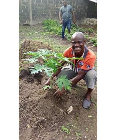 Buy 50g Papaya Ker Powder - Premium Quality for Health Benefits | Worldwide Shipping - Buy Online on GoSupps.com