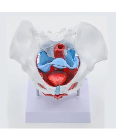 Removable Female Pelvis Model with Organs - Detailed Anatomical Educational Model for Pelvic Floor Muscles & Reproductive Anatomy - International Shipping Available - Buy Online on GoSupps.com