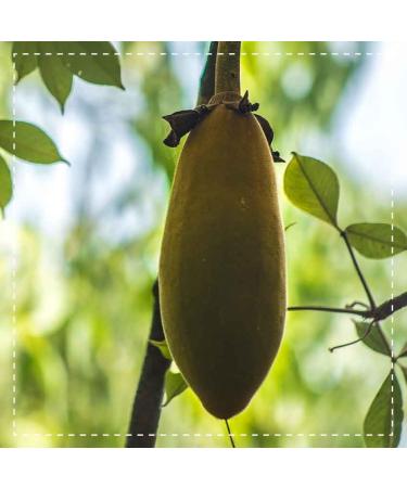 Premium Bio Baobab Powder 500g - Organic Adansonia - Certified Quality - Biobaobab - Eco-Friendly Shipping Worldwide - Buy Online on GoSupps.com