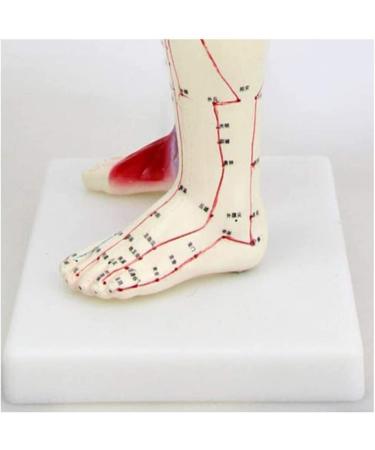 Acupuncture and Moxibustion Meridian and Extra Point Human Body Model Educational Dolls 60Cm Male Acupuncture Anatomy Model Human Meridian Point Muscle Anatomy for Display Teaching - Buy Online on GoSupps.com