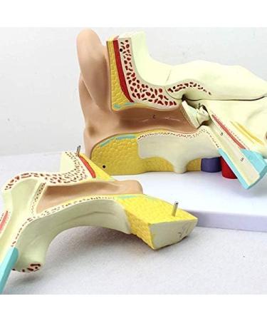 Human Body Human Ear Model Structure of OTO Rhino External Ear Middle Ear Ear Internal Auditory System Anatomy Teaching Accessories - Buy Online on GoSupps.com