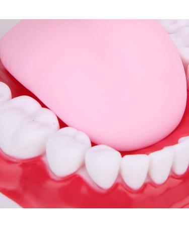 Portable Dental Model for Kids - Lifelike Teeth Brushing Demonstration & Educational Teaching Material - Buy Online on GoSupps.com