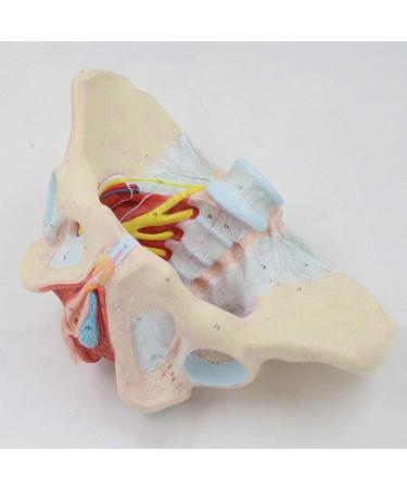 Basin Muscular Template - Woman Pelvic Floor Muscle Nerve Perineal Ligament Model - Anatomical Medical Basin with Pelvian Floor Muscles and Model - Buy Online on GoSupps.com
