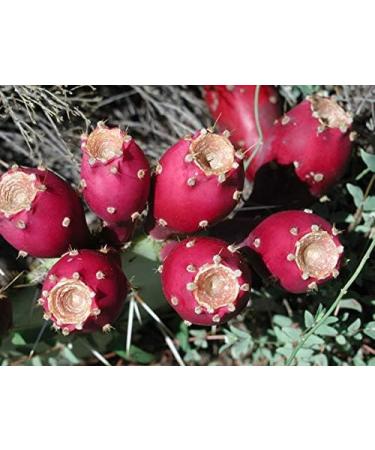 Herbal Magic Prickly Pear Fruit Powder - Nopal Cactus 200g - Pure & Natural Blend for Vibrant Smoothies, Skin & Hair Care - Family of Beetroots & Dragon Fruit - Free from Fillers & Preservatives - Buy Online on GoSupps.com
