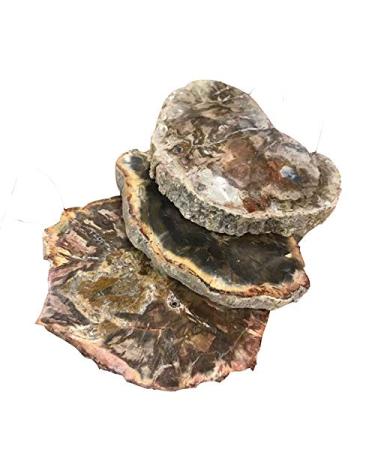 1pc raw Natural Silicified Wood Quartz s Rough Crystal Grain Stone Crafts for Decorative Gift Natural Stones and Minerals