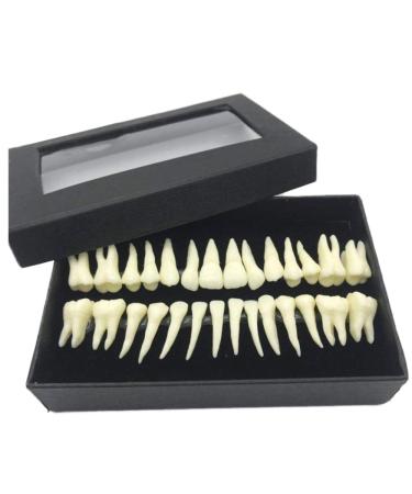 Fhuili teeth lessons - 1 to 1 monochrome permanent teeth model - 28 artificial dentures with roots - simulation oral dental teeth demonstration model - for teaching lessons a