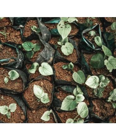 FijiKava Instant Kava Kava Powder 250g Premium Kava Root Powder with High Kavalactone Content Natural Relaxation Aid for Calmness Stress Relief and Sleep Support Easy-to-Mix - Buy Online on GoSupps.com