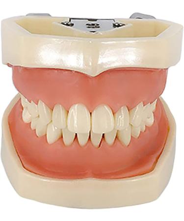 ZCBYBT Dental Preparation Model - 28 Replaceable Oral Practice Teeth & Soft Gums | International Shipping Available - Buy Online on GoSupps.com