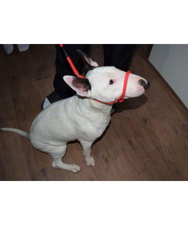All-in-One Dog Headcollar Lead and Halter - Anti-Pull Solution (Red) - Buy Online on GoSupps.com