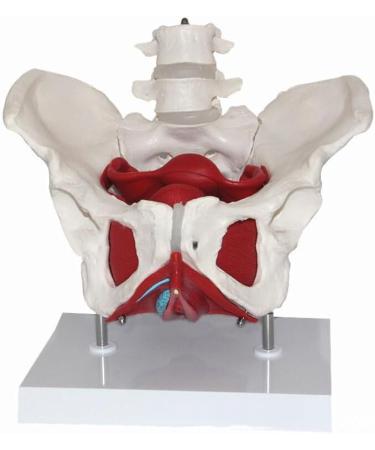 Life Size Female Pelvis Skeleton Model | Colored Pelvic Floor with Muscles | 4 Removable Parts for Nursing & Health Education - Buy Online on GoSupps.com