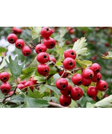 antioxidant - Hawthorn Extract 665MG - Natural Health Support - with Garlic - Premium - Hawthorne Berry Leaves Hawthorn Berry Capsules Organic Organic Berries Hawthorn Extract 1 Bottle 60 Capsules - Buy Online on GoSupps.com