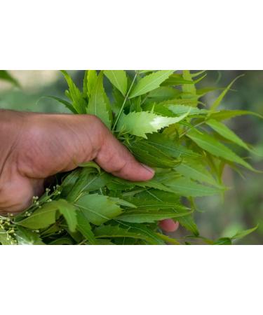Organic Neem Powder - Lab Tested | 8 oz | Eco Kraft Bag | 100% Raw from India - Ayurvedic Skin Care & Hair Detox - Buy Online on GoSupps.com
