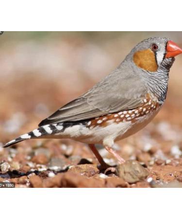 MILLET SPRAYS 1Kg PREMIUM AVIARY BIRD FOOD - Buy Online on GoSupps.com