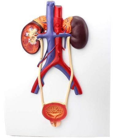 Human Urinary System Model-Ureter Bladder and Urethra Model-This Model is Composed of Kidney Ureter Bladder Bladder Arteries and Veins - Buy Online on GoSupps.com