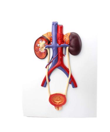 Human Urinary System Model-Ureter Bladder and Urethra Model-This Model is Composed of Kidney Ureter Bladder Bladder Arteries and Veins
