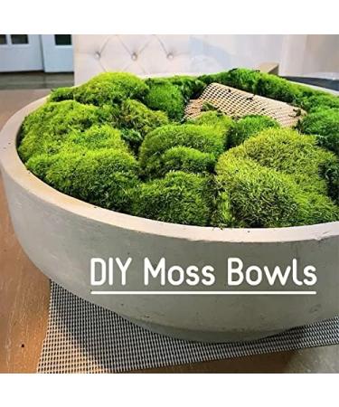 Prefleur Preserved Pole Moss Pillow Bun - DIY Kit for Natural Green Decor, Terrariums, and Wedding Decor (1.5 sq.ft. Green-B) - Buy Online on GoSupps.com