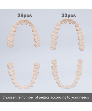 Faruijie Typodont Teeth - Removable 32 Dental Teeth Model for Practice & Teaching - Buy Online on GoSupps.com