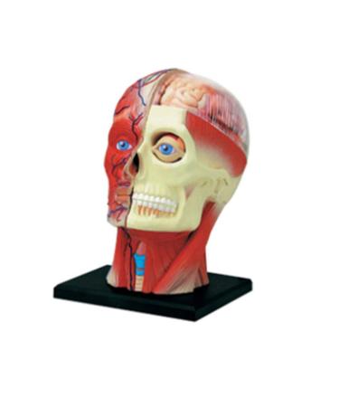 Educational Model 4D Human Head Anatomical Model Head Brain Muscle Nerve Medicine Anatomy Model Removable 14 Part Puzzle Toy for Lab Science Demonstrate Teaching Medical Models