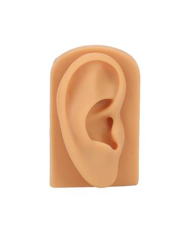 Silicone Ear Model for Science Education - Soft, Flexible & Waterproof Hearing Amplifier Display Accessory - Buy Online on GoSupps.com