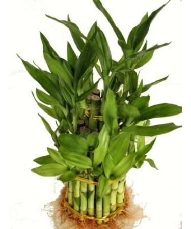 9GreenBox 3 Tier Lucky Bamboo for Feng Shui - 38 Stalks, Home Growth USA - Buy Online on GoSupps.com