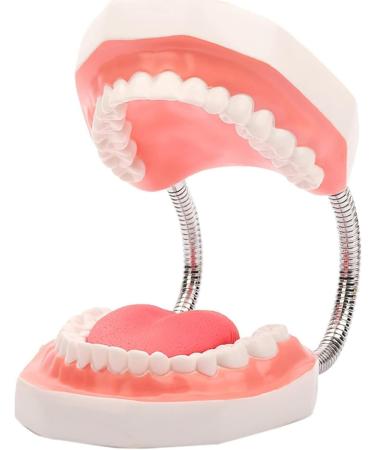 Yunyhao tooth model 6 times enlargement tooth hygiene tooth model with removable tongue used as medical teaching and training aid suitable for medicine school hospital