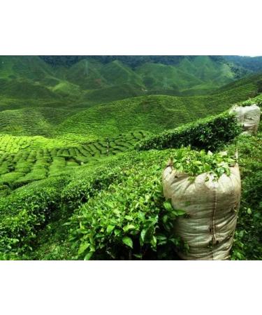  PEPPERMINTMAN Peppermintman Darjeeling Green Tea 60g - Popular Tea with Floral Note and Light Green Colour - Green Darjeeling comes from the Himalayas - Buy Online on GoSupps.com