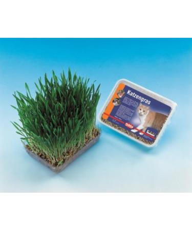 Nobby cat grass 100 g