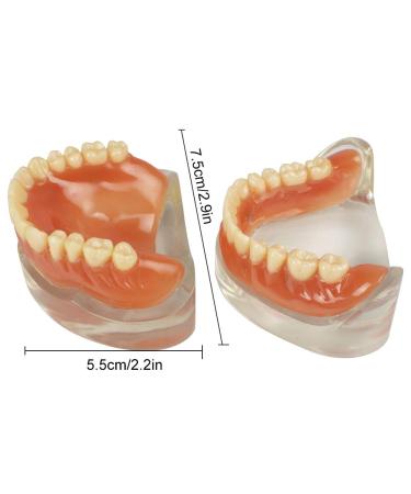 Buy Teach Study Adult Standard Typodont Teeth Model - Ideal for Dental Education & Demonstration | Fast International Shipping - Buy Online on GoSupps.com