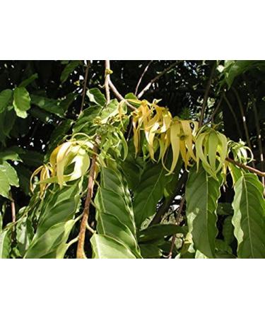 PurePlant Essentials 100% Pure Calm Inner Peace Organic and Wild Crafted Essential Oils Blend - 18 ml - Buy Online on GoSupps.com