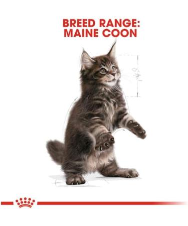 Royal Canin Maine Coon Kitten Dry Food 400g Poultry 400 g (Pack of 1) - Buy Online on GoSupps.com