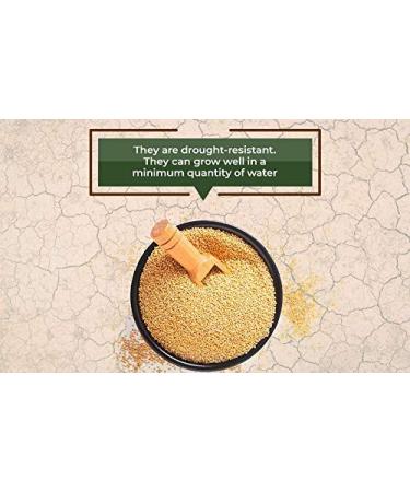B&B Organics Barnyard Millet - 1 kg | Indian Millet | Gluten-Free & USDA Certified - Buy Online on GoSupps.com